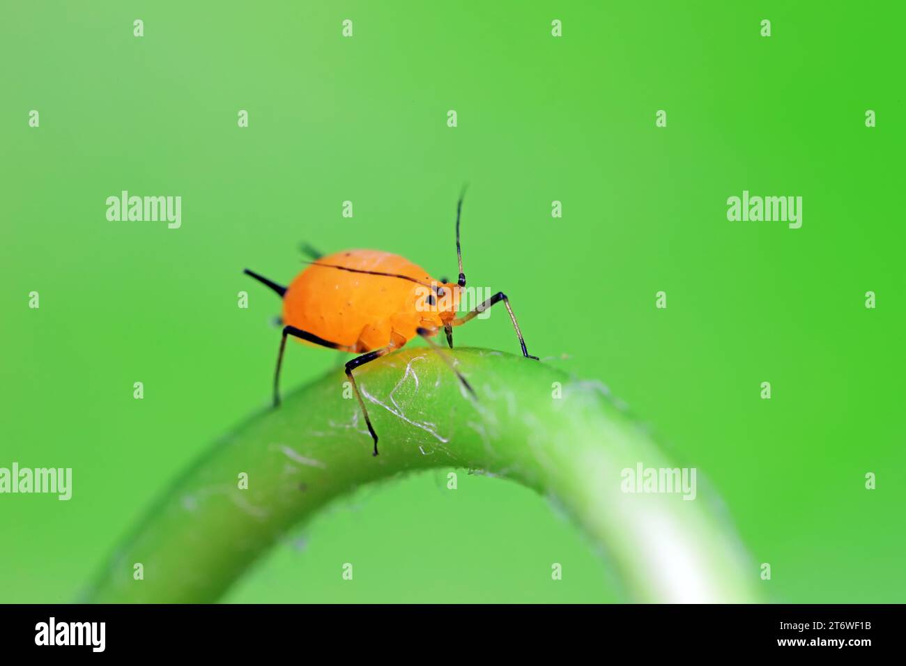 Aphids crawl on green plants Stock Photo