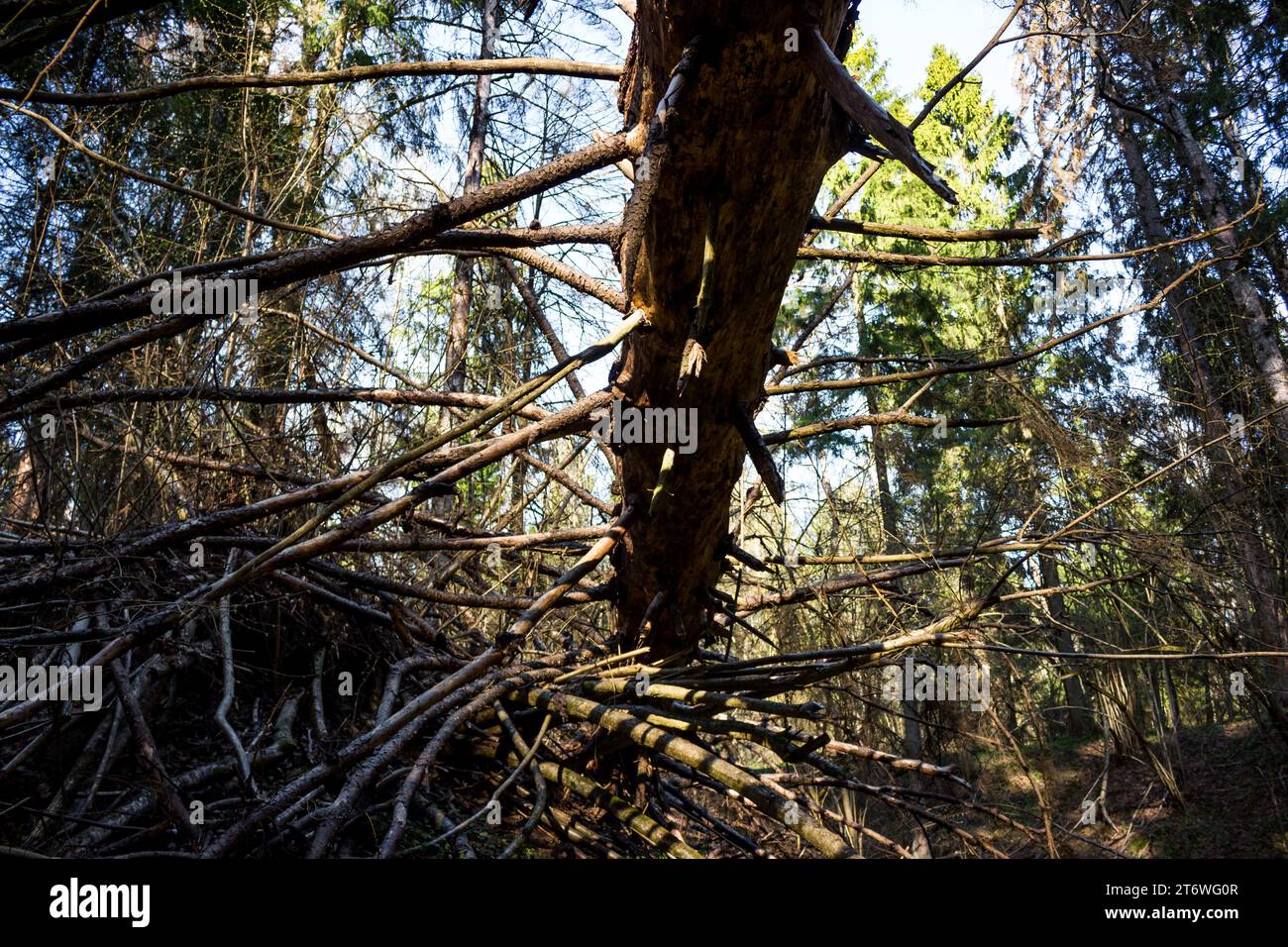 Hanging branches old spruce in hi-res stock photography and images - Alamy