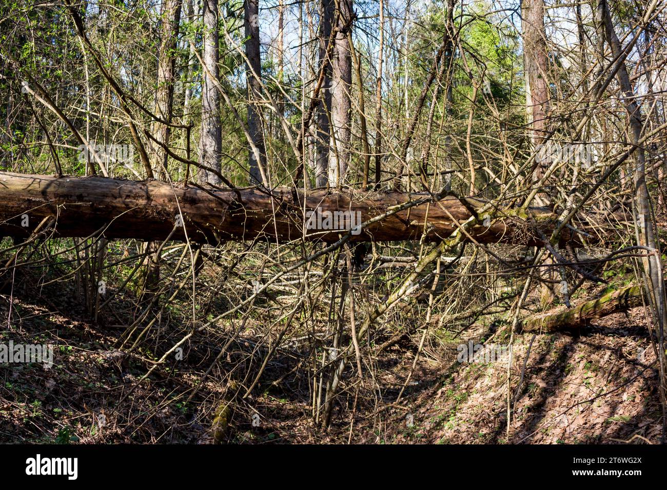 A fallen large dry spruce in the forest, an impenetrable windbreak Stock Photo