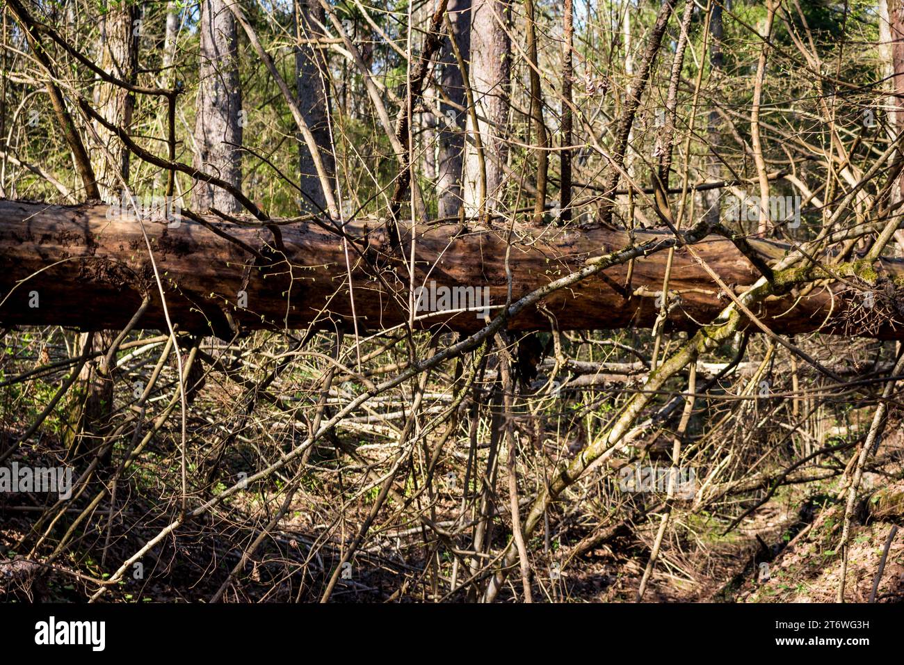 A fallen large dry spruce in the forest, an impenetrable windbreak Stock Photo