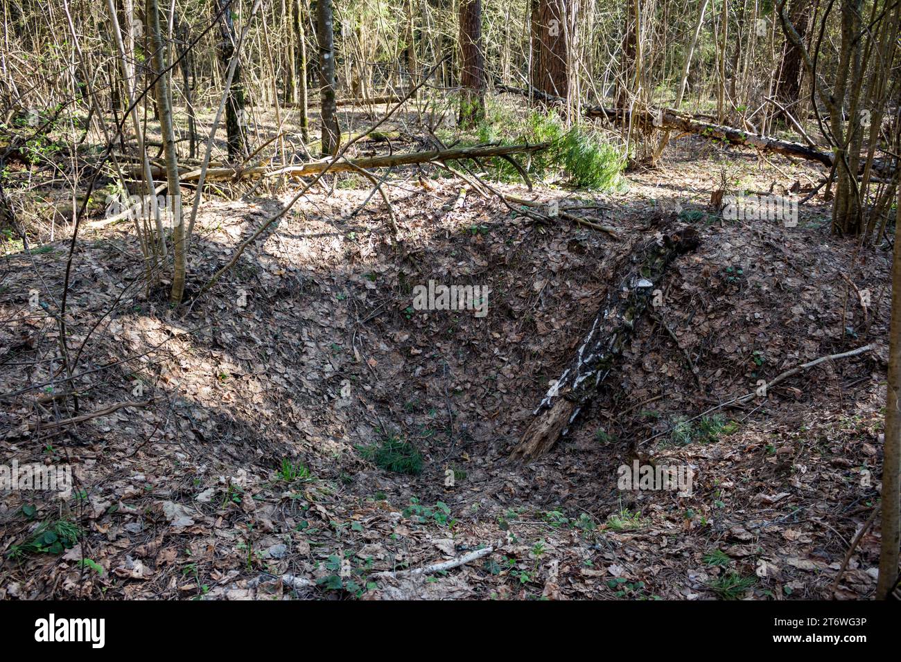 Old shallow artificially dug and turfed hole in the forest Stock Photo ...