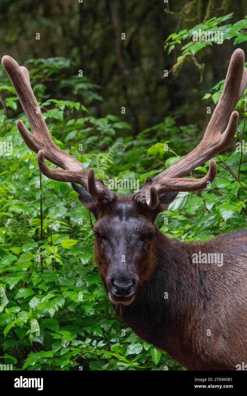 Roosevelt Elk, Mendocino County, California Stock Photo