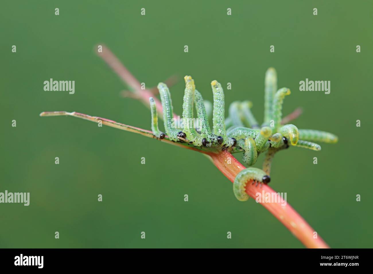 Sawfly larvae nibble on green leaves, North China Stock Photo