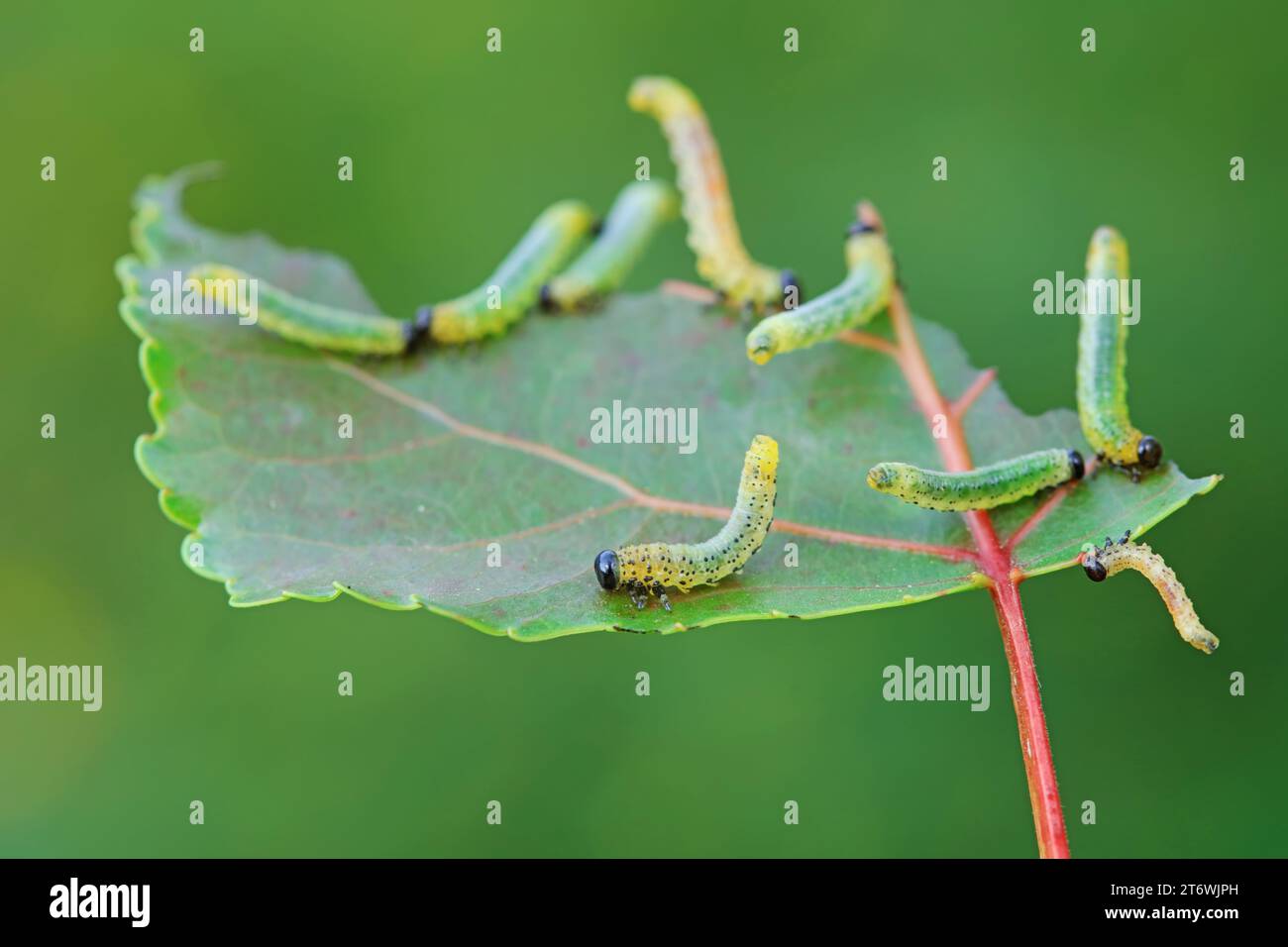 Sawfly larvae nibble on green leaves, North China Stock Photo
