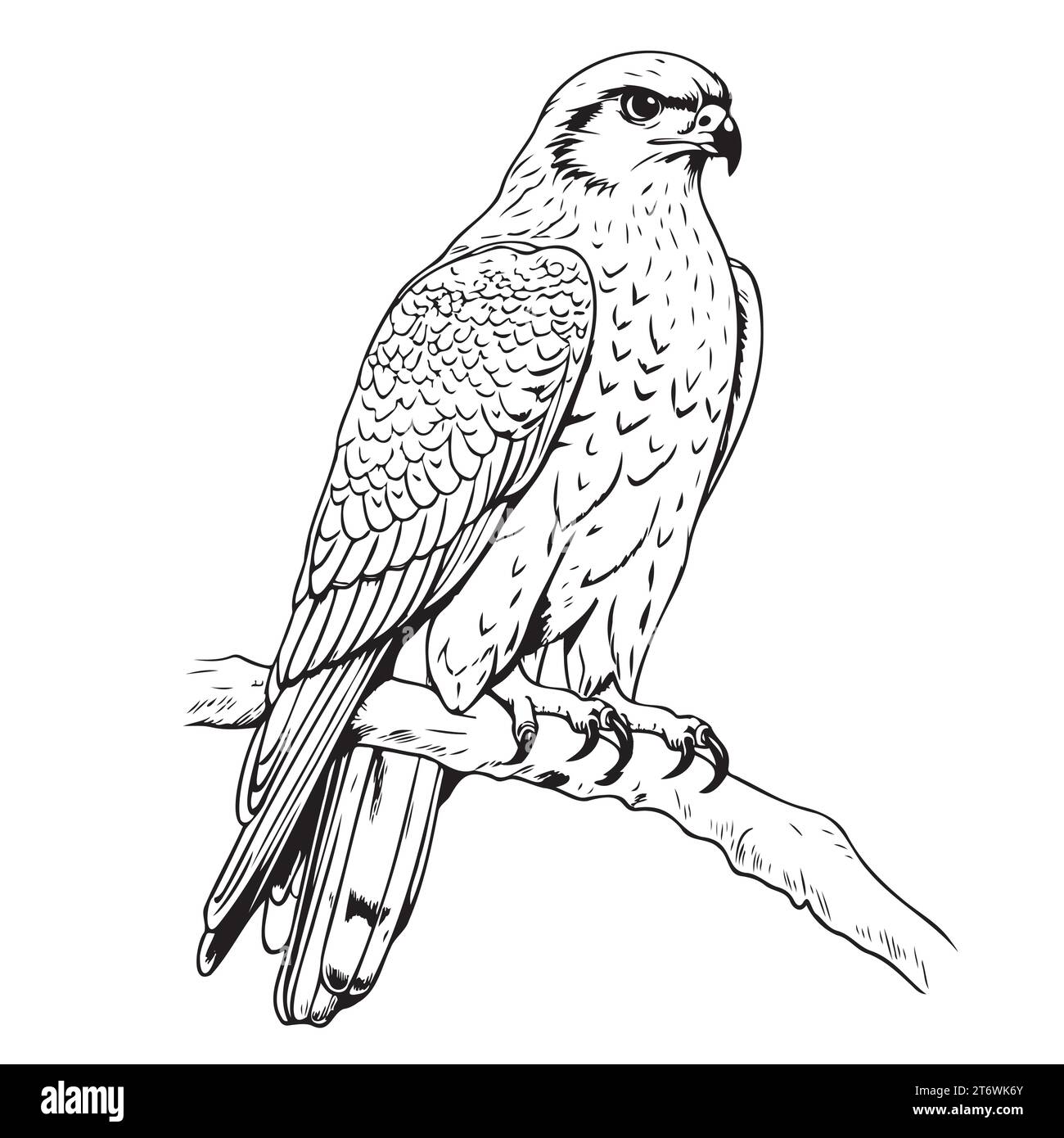 Eagle PNG image, free download transparent image download, size: 1024x768px