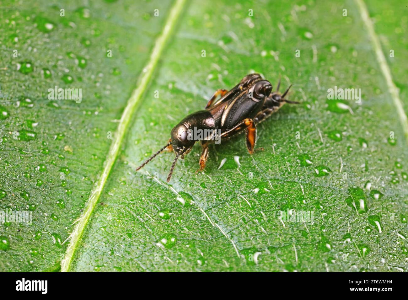 pygmy sand cricket live on wild plants in North China Stock Photo