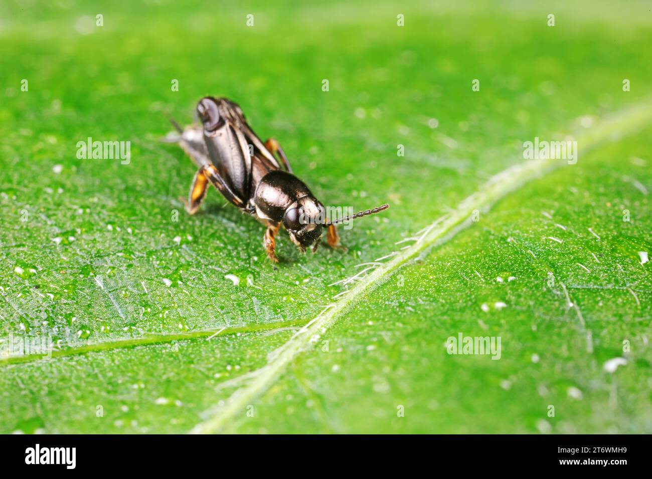 pygmy sand cricket live on wild plants in North China Stock Photo - Alamy