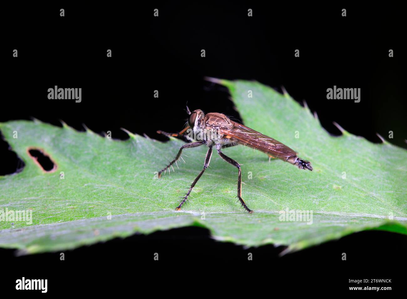Thippus hi-res stock photography and images - Alamy
