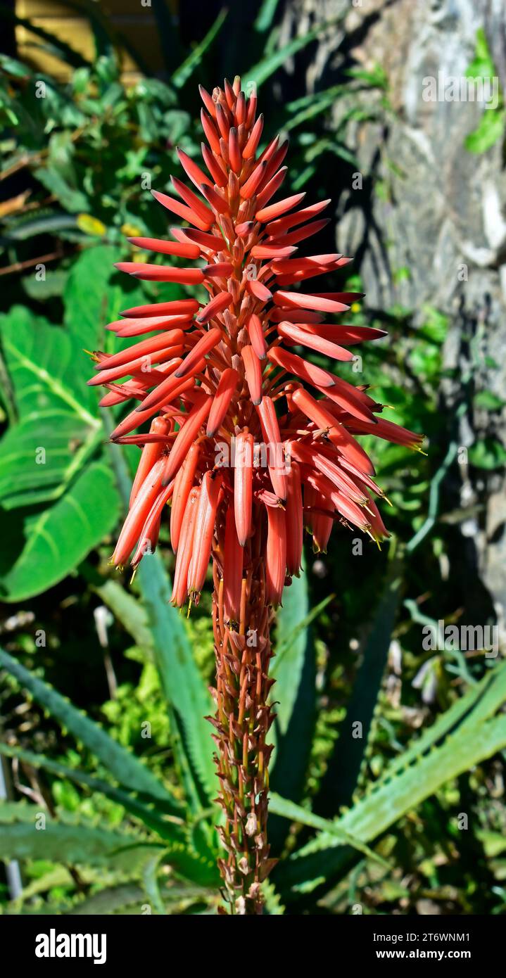 Candelabra aloe flowers (Aloe arborescens) on garden in Petropolis, Rio de Janeiro, Brazil Stock Photo