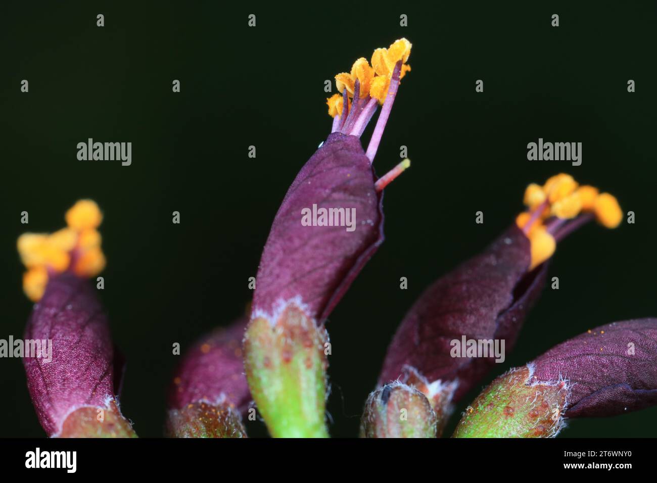 Close up of Amorpha fruticosa flowers, North China Stock Photo
