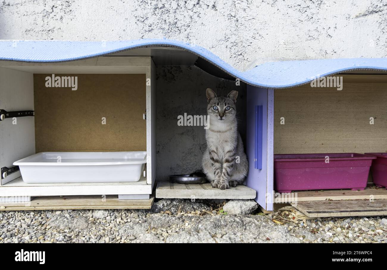 Detail of abandoned and protected animals on the street, animal adoption Stock Photo