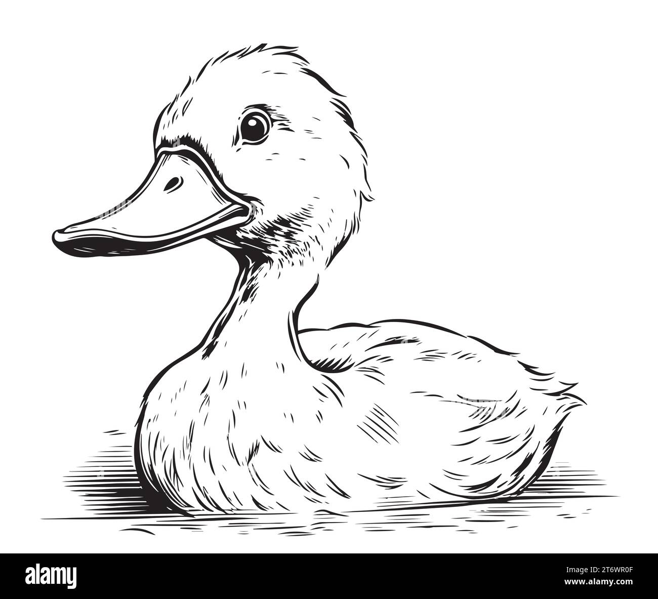 Duckling swimming sketch hand drawn Vector illustration Birds hunting Stock Vector