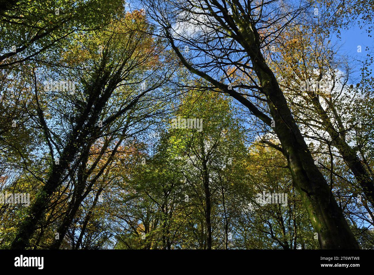 Looking upwards at Fforest Fawr Woodland with a blue sky, white clouds and tall trees reaching upwards towards that sky in Autumn in November Stock Photo