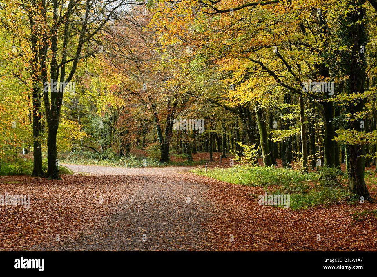Fforest Fawr with trees near Cardiff in autumn colours in the month of November Stock Photo