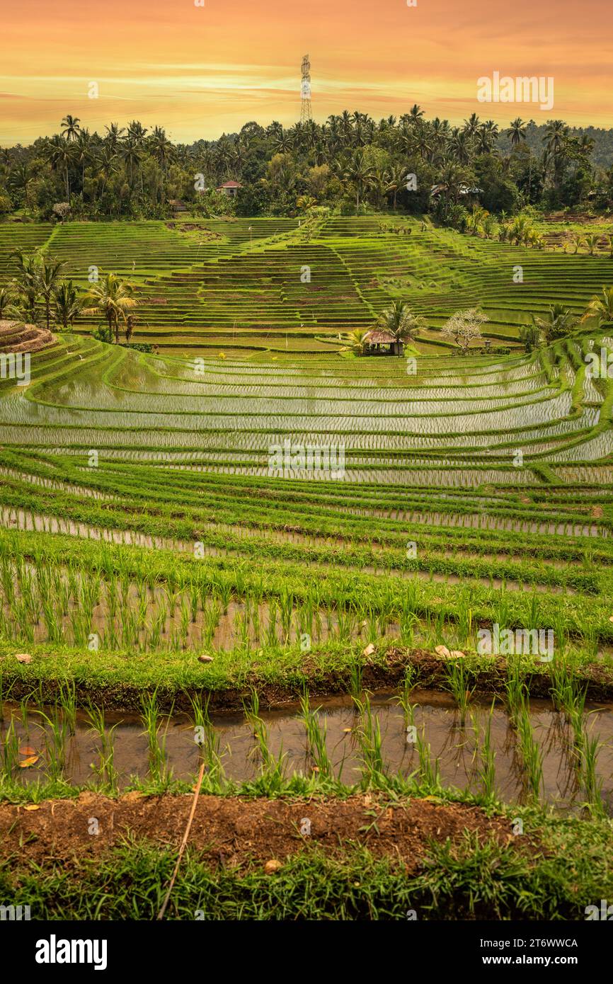 Rice terrace view in Blimbing and Pupuan. Beautiful rolling fields in the tropical forest of Bali. Green terraces with a view from the viewing point Stock Photo