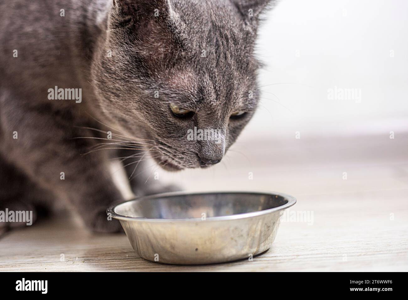 American Burmese cat eats dry food in the kitchen. pet care Stock Photo