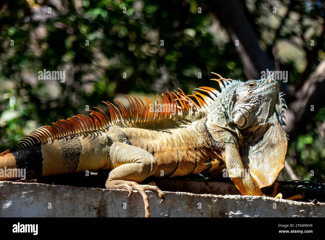 Manzanillo in Mexico: iguanas in an animal sanctuary Stock Photo