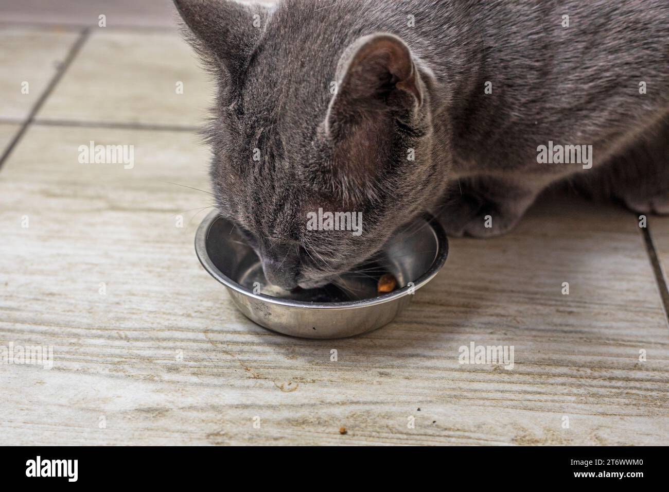 American Burmese cat eats dry food in the kitchen. pet care Stock Photo