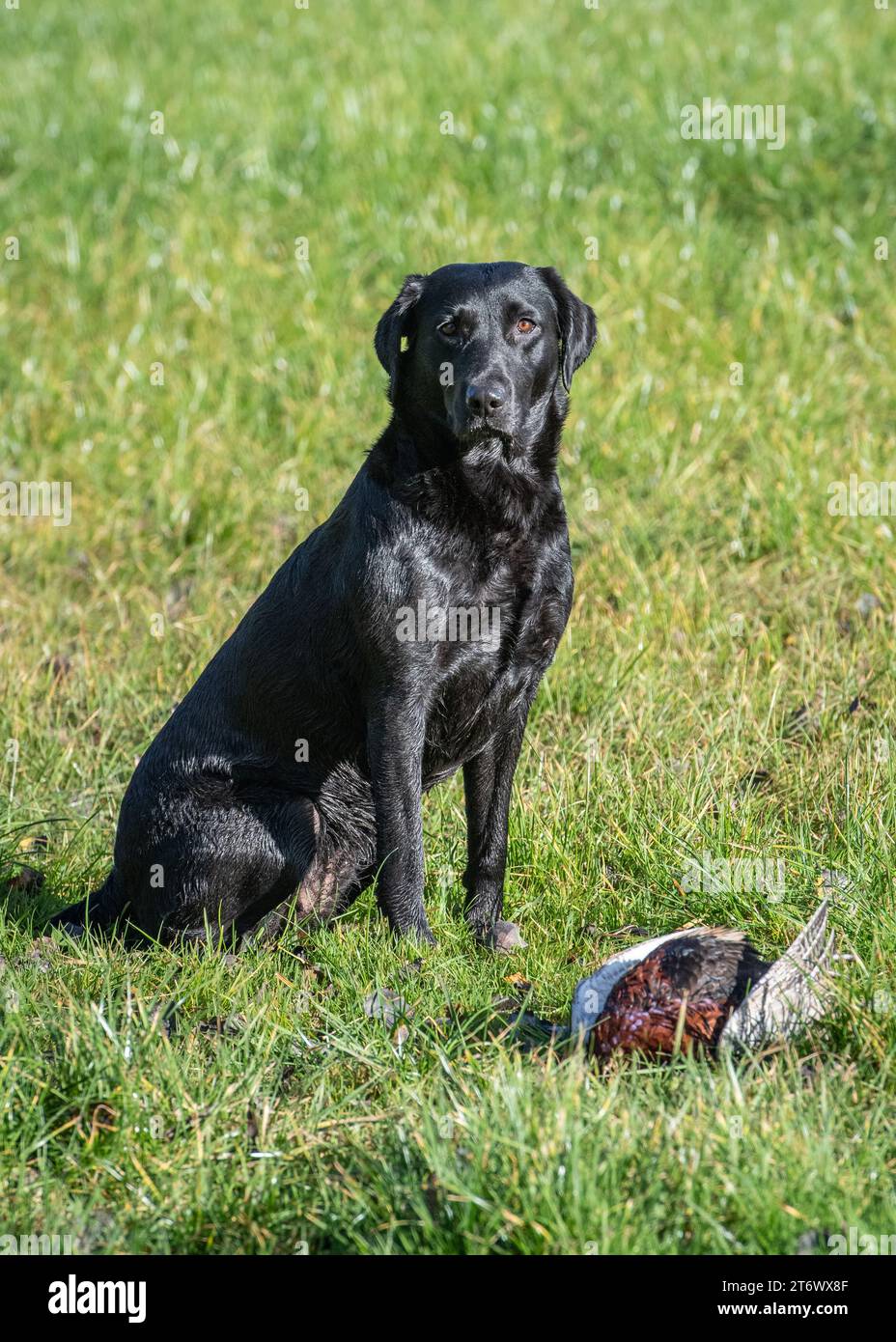 Labrador gundog with pheasant (Phasianus colchicus) during a winter