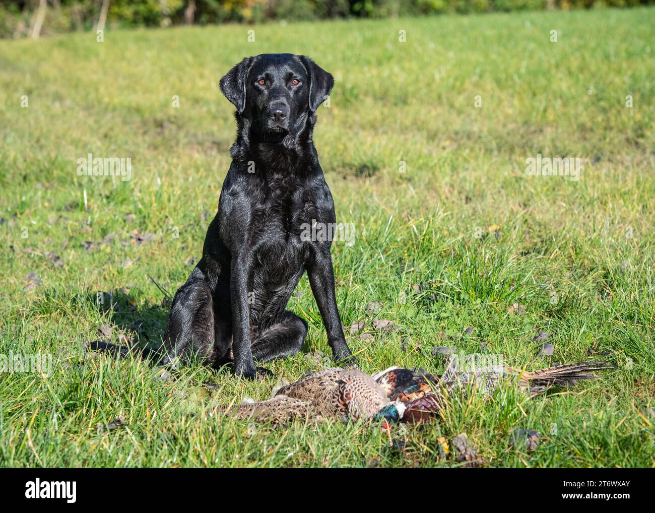 Labrador gundog with pheasant (Phasianus colchicus) during a winter shoot Stock Photo