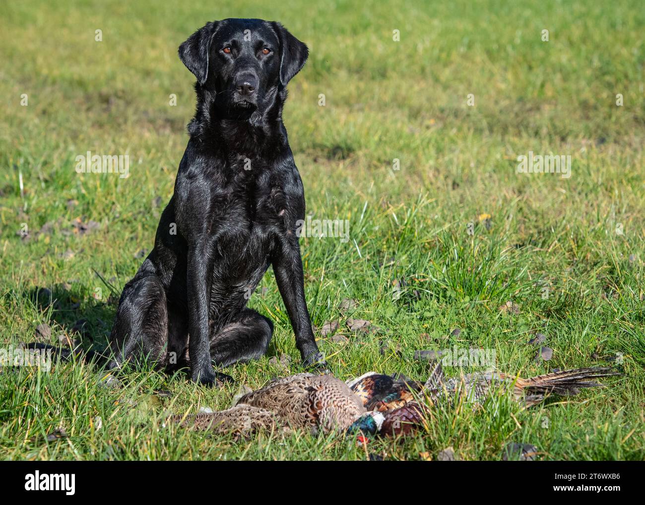 Labrador gundog with pheasant (Phasianus colchicus) during a winter