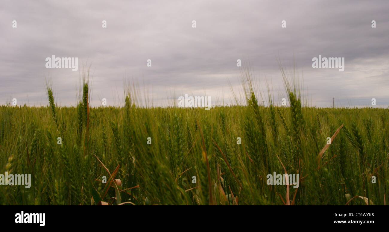 Green wheat field sways with the wind on an overcast spring day in Oklahoma. Stock Photo