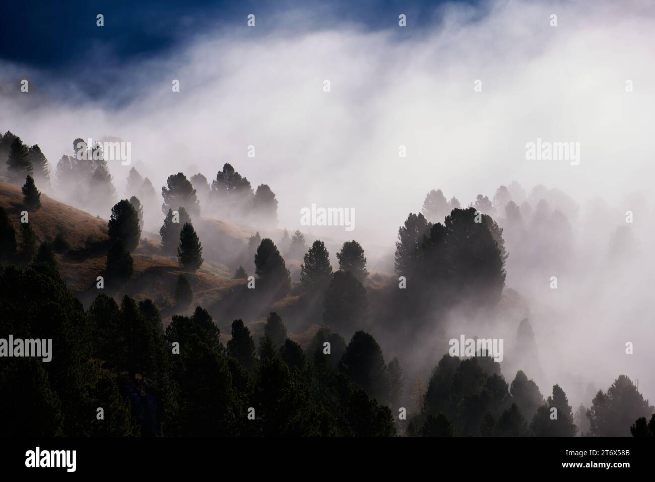 Pine trees in the fog hi-res stock photography and images - Alamy