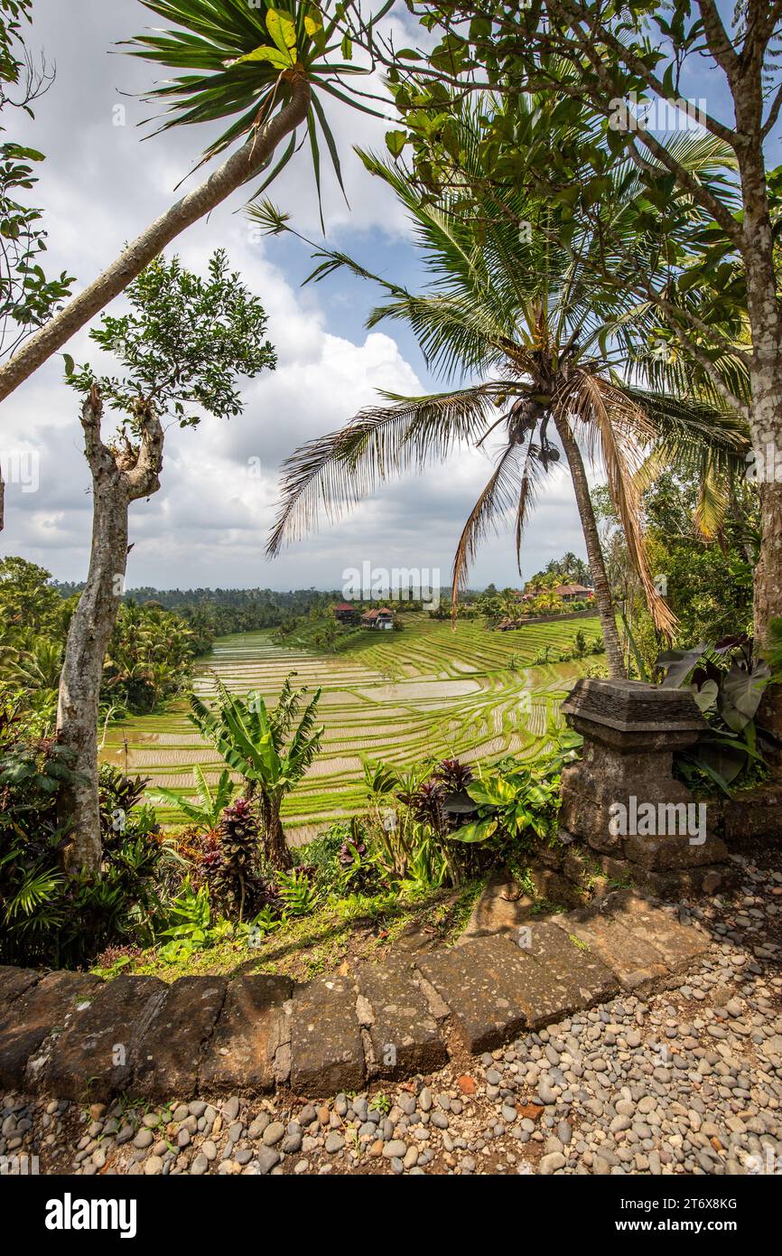 Rice terrace view in Blimbing and Pupuan. Beautiful rolling fields in the tropical forest of Bali. Green terraces with a view from the viewing point Stock Photo