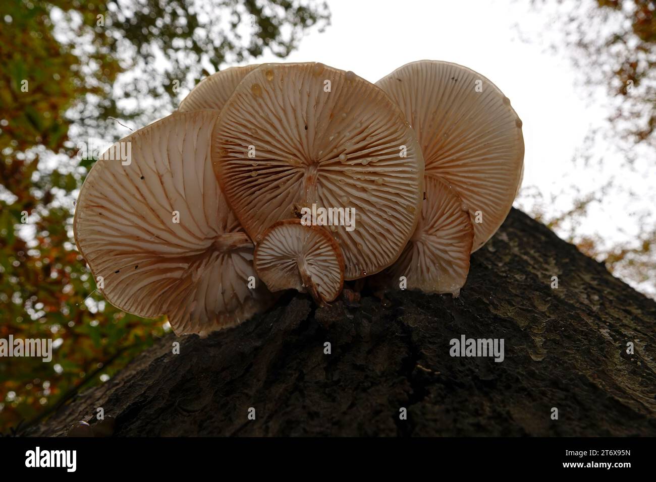 Natural low angle closeup on a Porcelain fungus, Oudemansiella mucida, on a dead beech tree in the forest Stock Photo