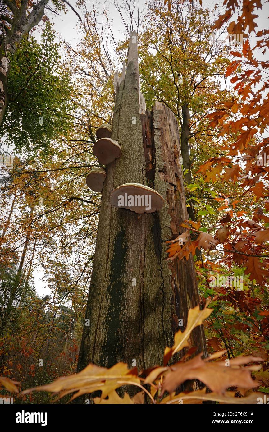 Natural vertical closeup on a tinder fungus, Fomes fomentarius on a dead beech tree Stock Photo