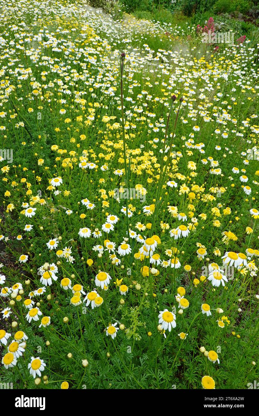 Winterbourne Gardens Flower Bed Stock Photo