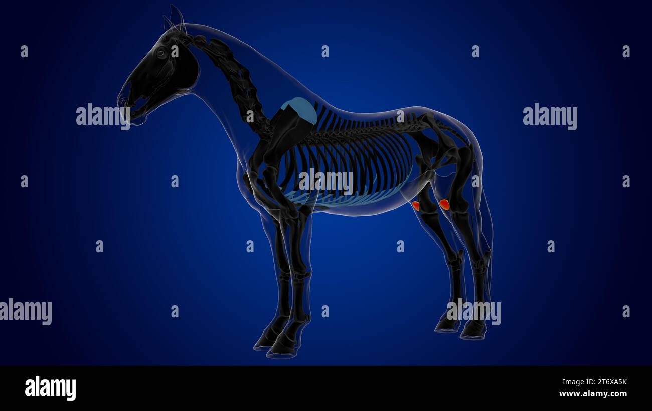 Patella bone horse skeleton anatomy for medical concept 3D Rendering ...