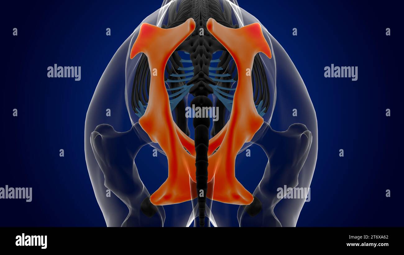 Pelvis bone horse skeleton anatomy for medical concept 3D Rendering