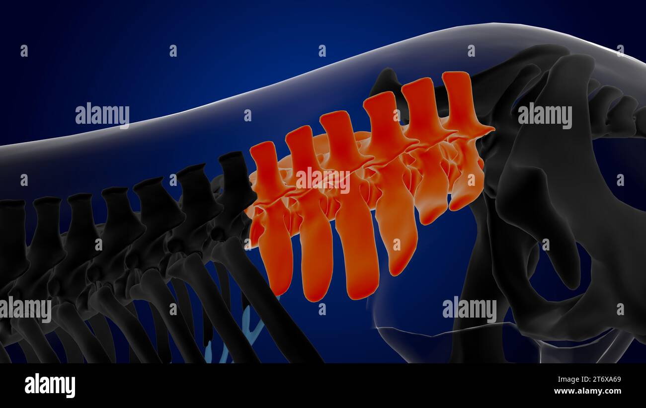 lumbar vertebrae horse skeleton anatomy for medical concept 3D