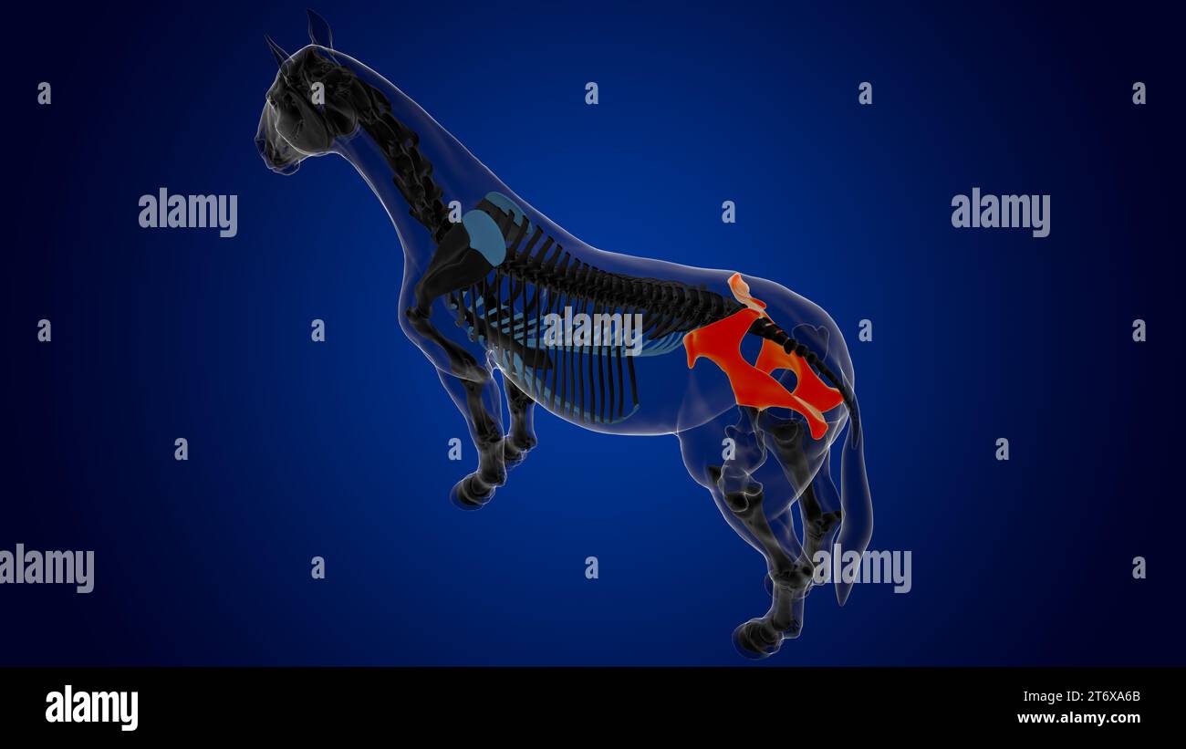 Pelvis bone horse skeleton anatomy for medical concept 3D Rendering