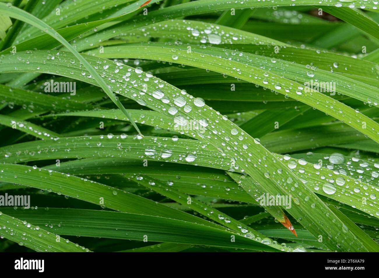 Water droplets on leaves Stock Photo