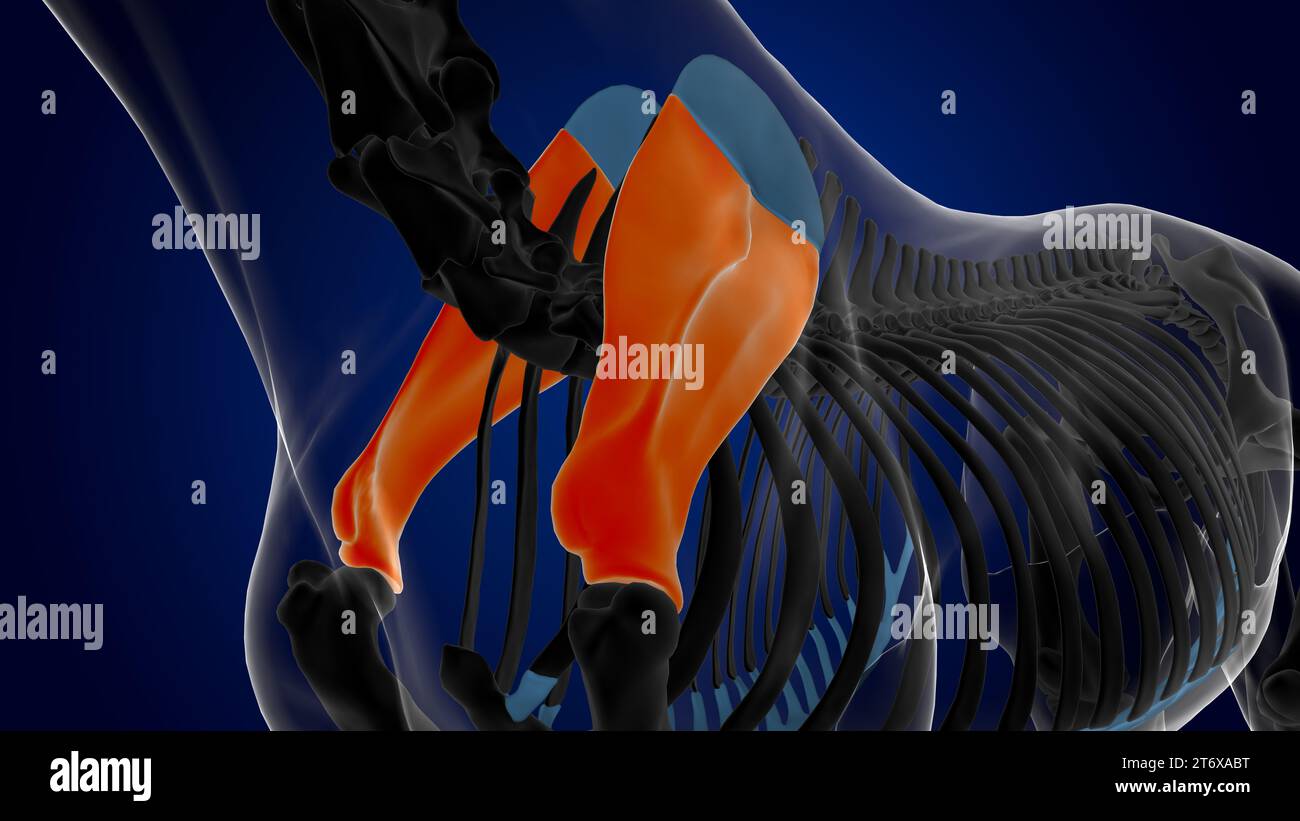 Scapula bone horse skeleton anatomy for medical concept 3D rendering