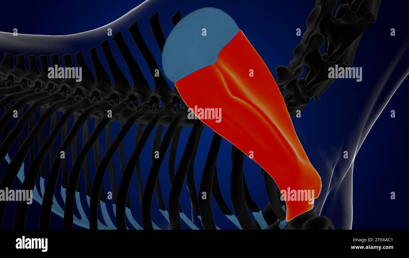 Scapula bone horse skeleton anatomy for medical concept 3D rendering