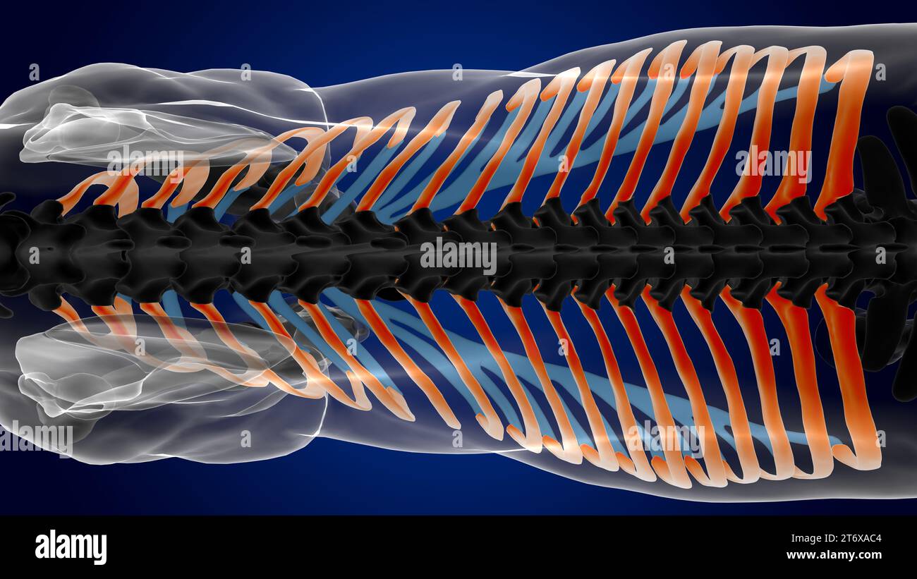 rib cage bones horse skeleton anatomy for medical concept 3D rendering