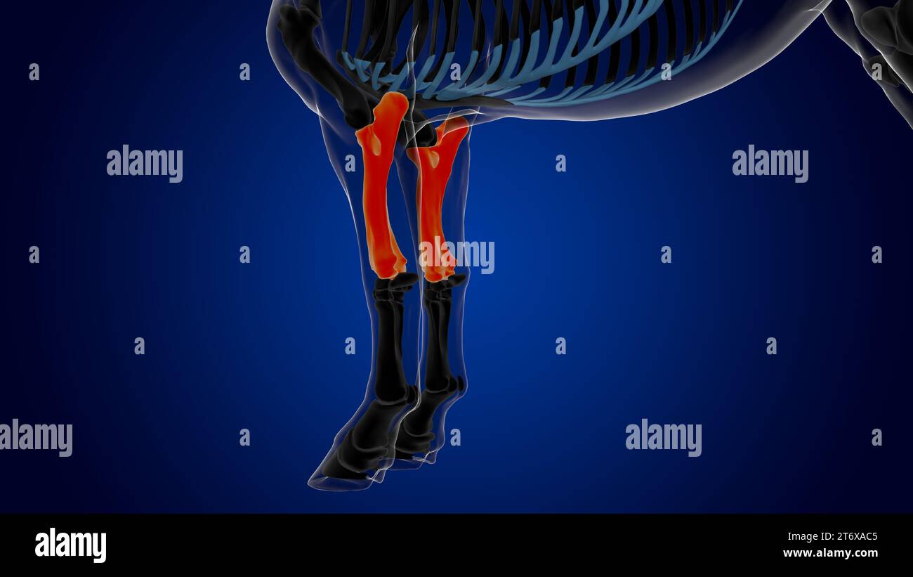 radius ulna bone horse skeleton anatomy for medical concept 3D