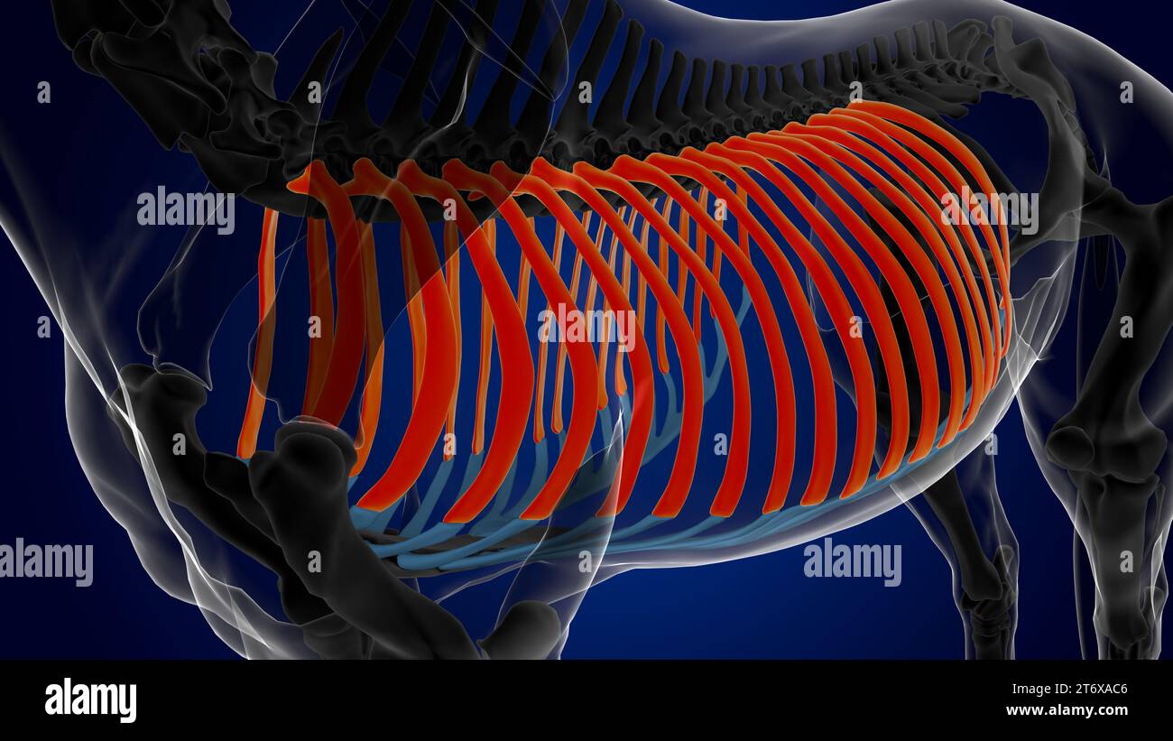 rib cage bones horse skeleton anatomy for medical concept 3D rendering