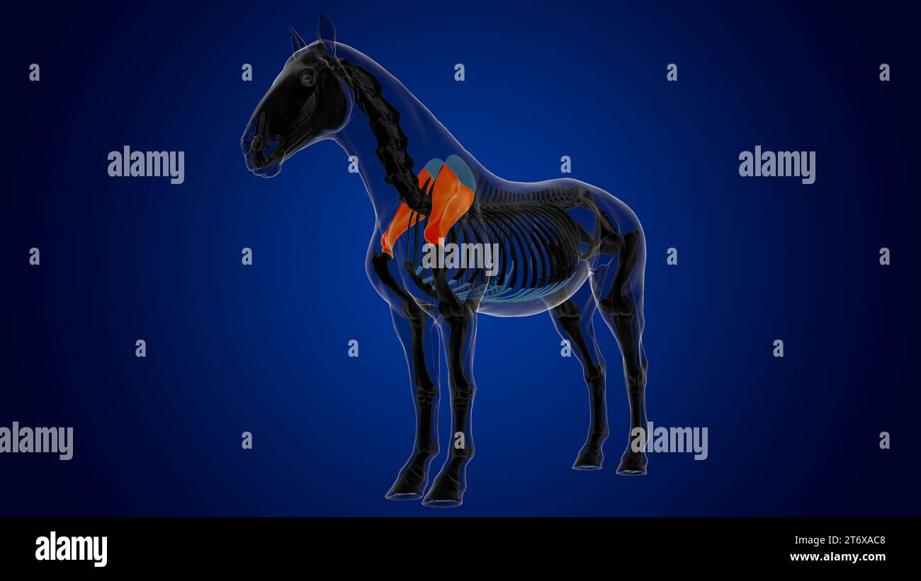 Scapula bone horse skeleton anatomy for medical concept 3D rendering