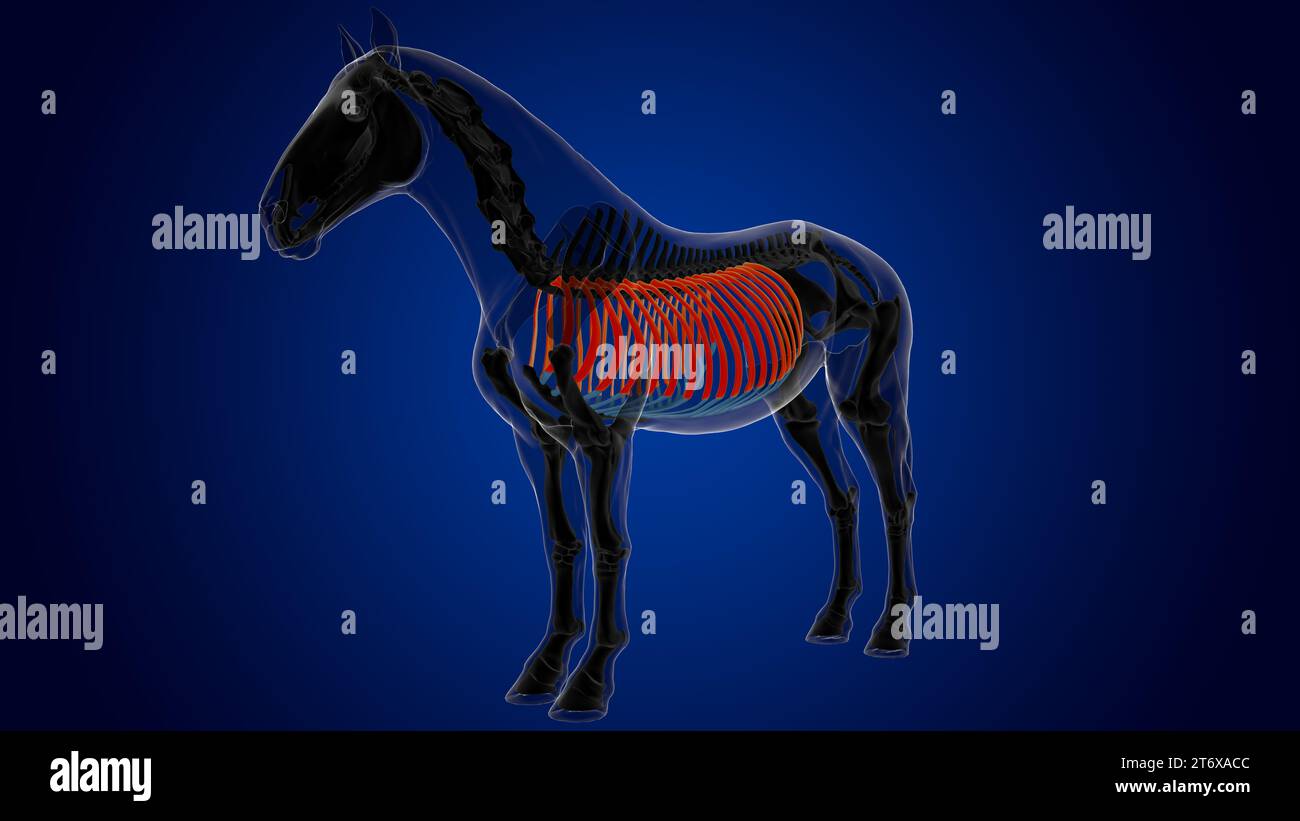 rib cage bones horse skeleton anatomy for medical concept 3D rendering