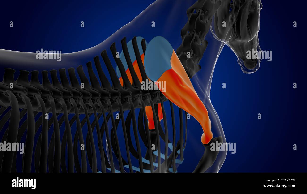 Scapula bone horse skeleton anatomy for medical concept 3D rendering