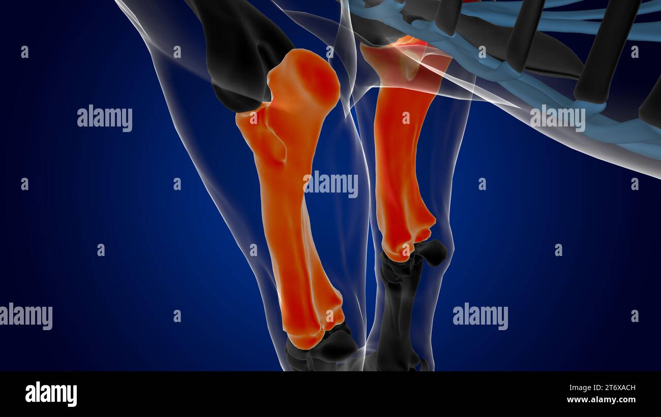 radius ulna bone horse skeleton anatomy for medical concept 3D ...