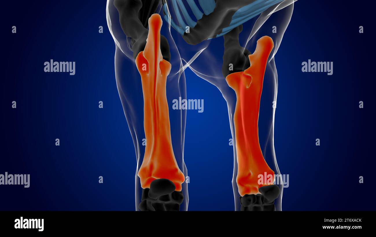 radius ulna bone horse skeleton anatomy for medical concept 3D