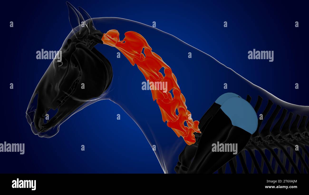 Cervical vertebrae horse skeleton anatomy for medical concept 3D ...