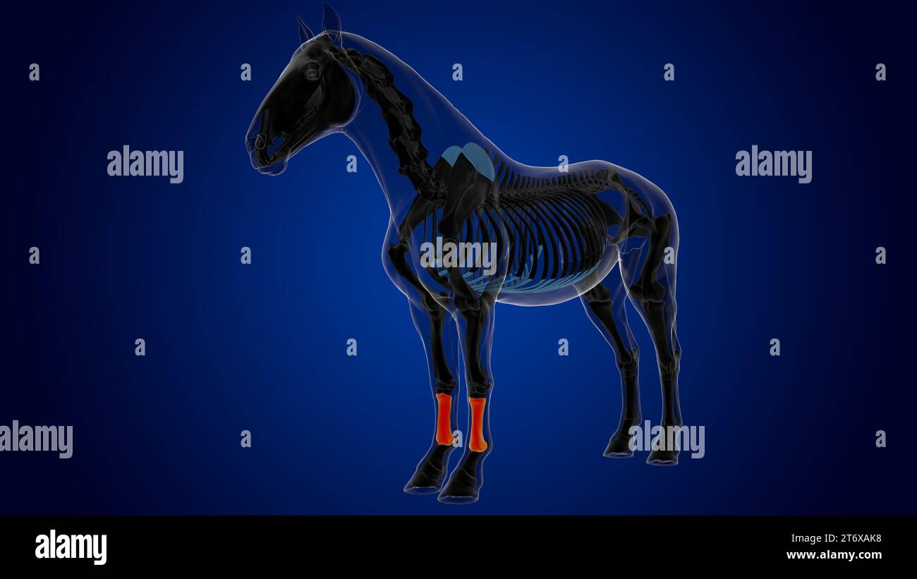 cannon bone horse skeleton anatomy for medical concept 3D rendering