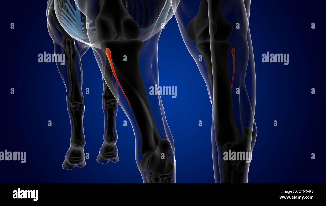 Fibula bone horse skeleton anatomy for medical concept 3D Rendering ...