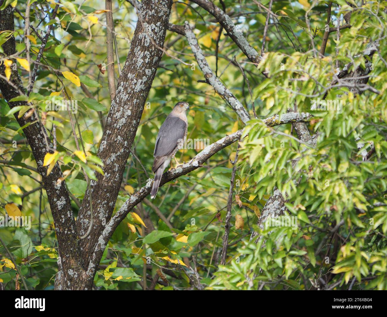 Cooper's Hawk (Accipiter cooperii) on a branch, Texas, USA Stock Photo